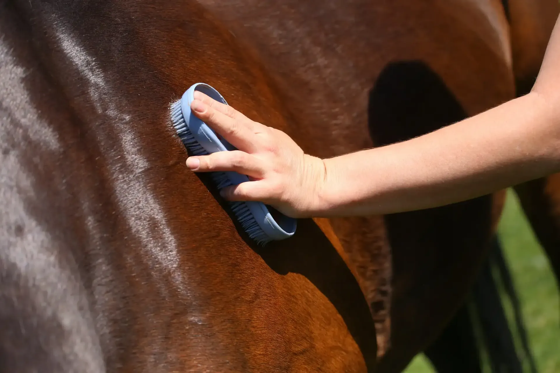 Cepille a mano el flanco de un caballo marrón brillante.