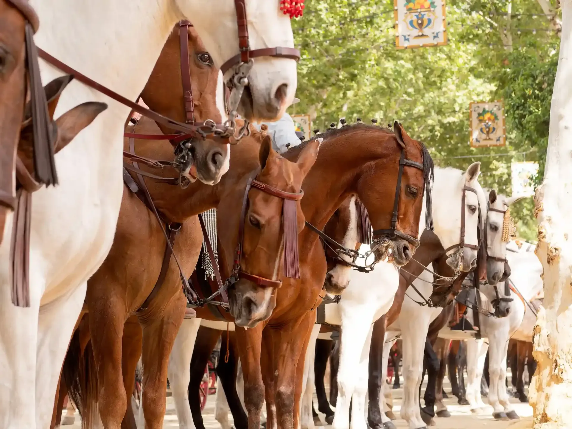 Caballos en fila, con pelaje marrón y blanco, embridados y mirando hacia adelante, al aire libre.