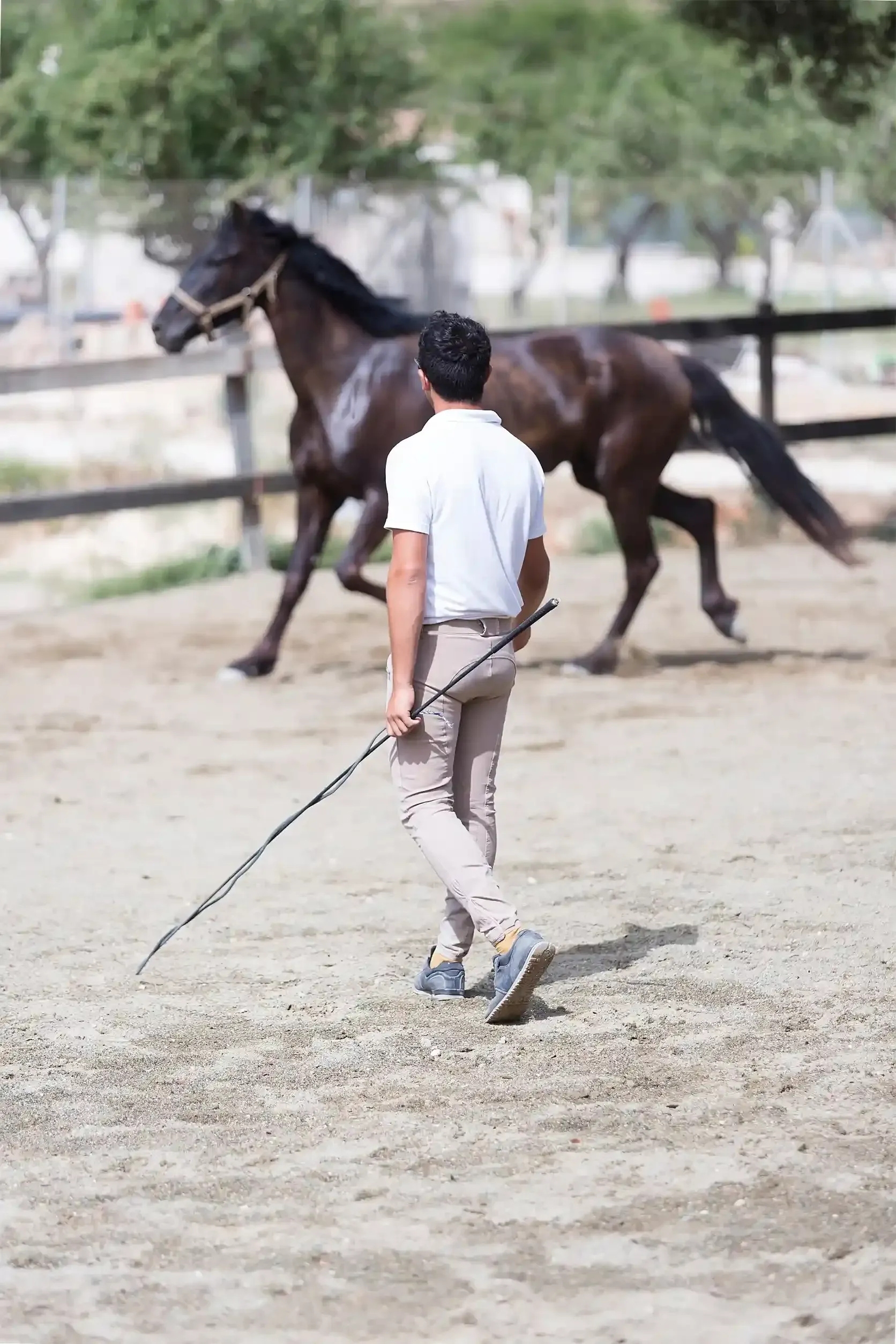 Un hombre con pantalones beige usa un látigo para entrenar a un caballo marrón en una arena al aire libre.