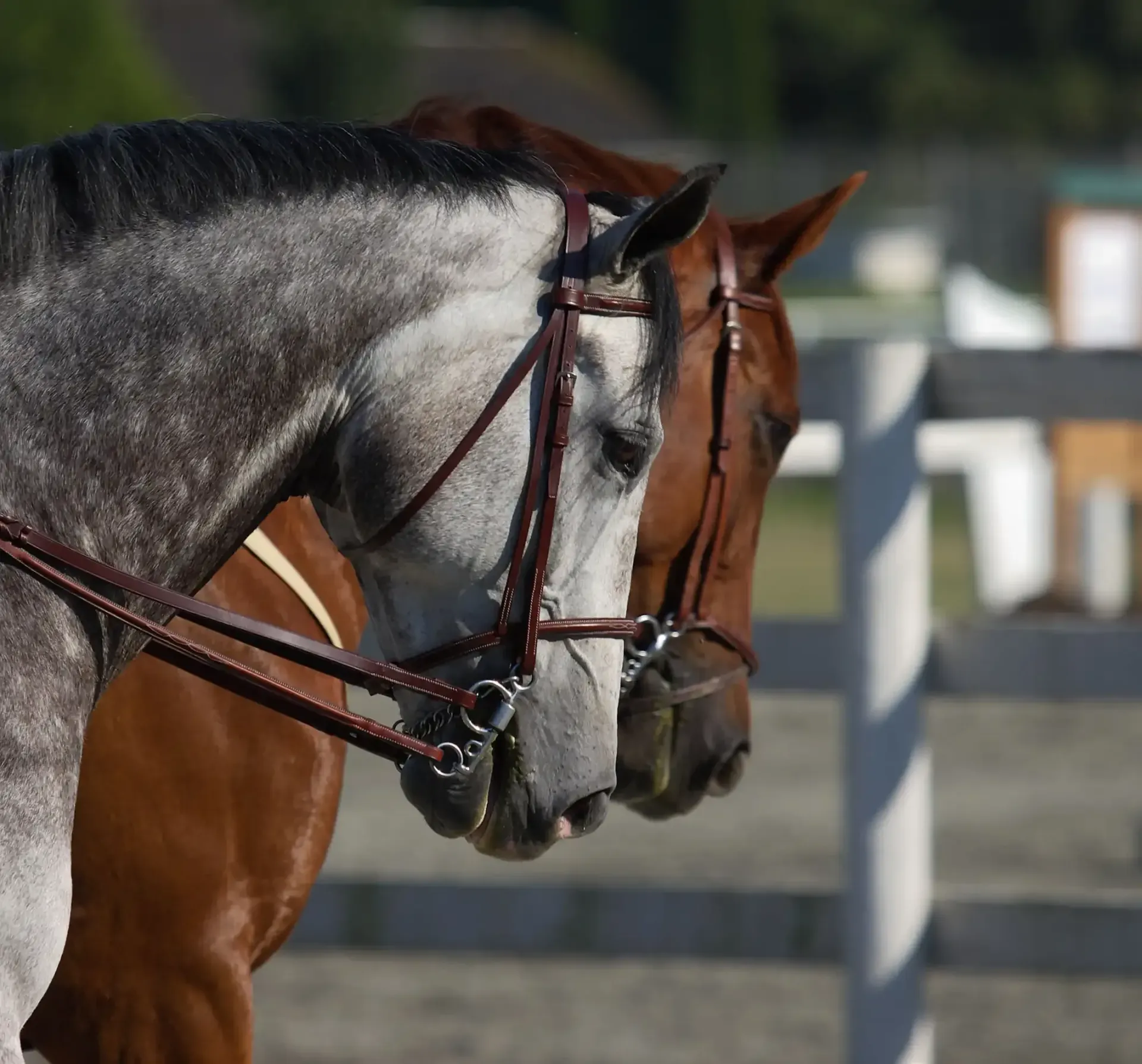 Dos caballos con bridas están parados uno al lado del otro, uno gris y otro marrón, al aire libre cerca de una cerca blanca.