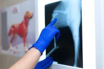 Una persona que lleva guantes azules señala una radiografía de la pata de un perro.