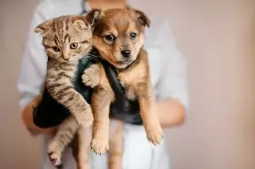 Una persona sostiene un cachorro y un gatito en sus brazos.