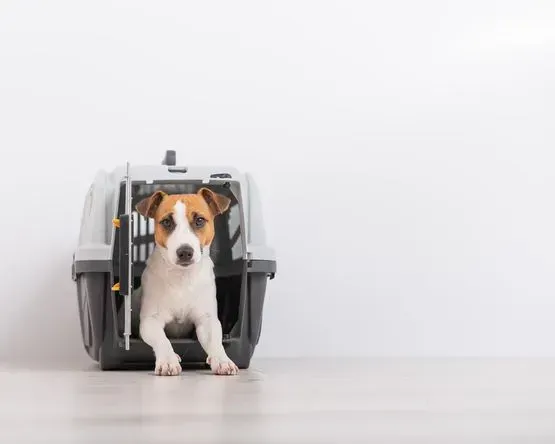 Un perro pequeño está sentado en un transportín sobre una mesa.