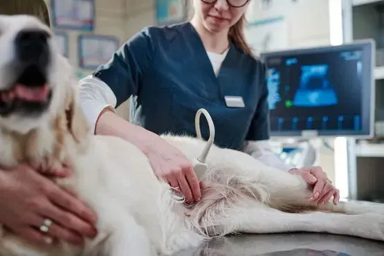 Un veterinario está examinando a un perro con una ecografía.