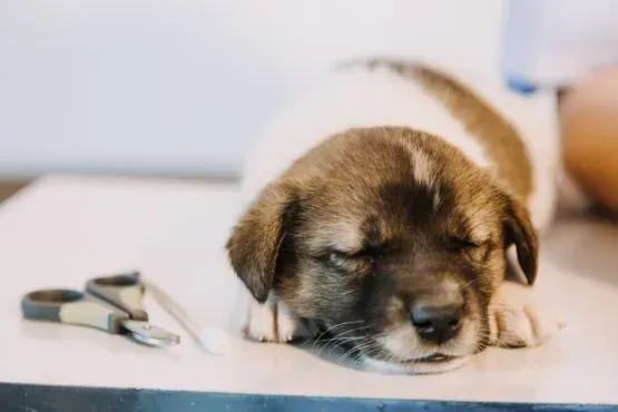 Un cachorro está acostado sobre una mesa al lado de un par de tijeras.