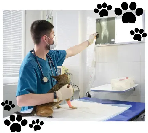 Un veterinario está mirando una radiografía de un gato.