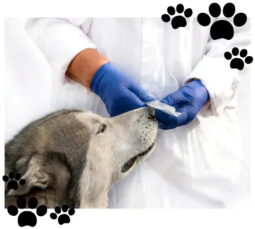 Un perro husky está siendo examinado por un veterinario.