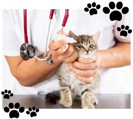Un veterinario está examinando la oreja de un gatito con un estetoscopio.