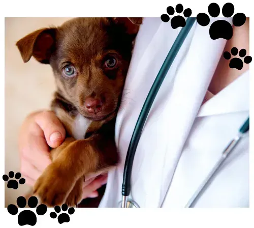Un médico sostiene en sus brazos un pequeño cachorro marrón.