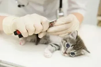 Un veterinario está cortando las uñas de un gatito con un par de tijeras.