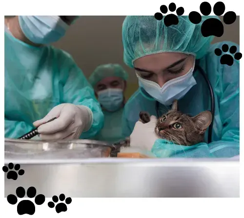 Un gato está siendo examinado por dos cirujanos en una sala de operaciones.