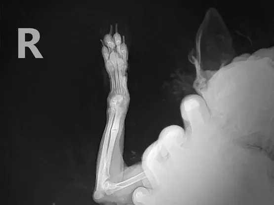 Una persona sostiene una radiografía de la pata de un gato.