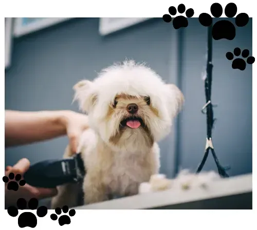 Una persona está cortando el pelo de un pequeño perro blanco con una máquina cortadora.
