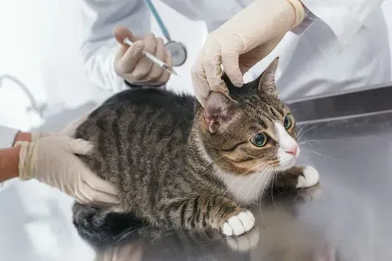 Un gato está recibiendo una inyección de un veterinario.