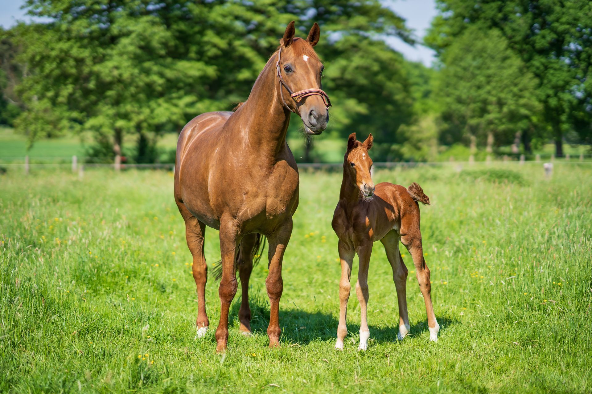 Eine Pferdemutter und ihr Fohlen stehen nebeneinander auf einer Wiese.