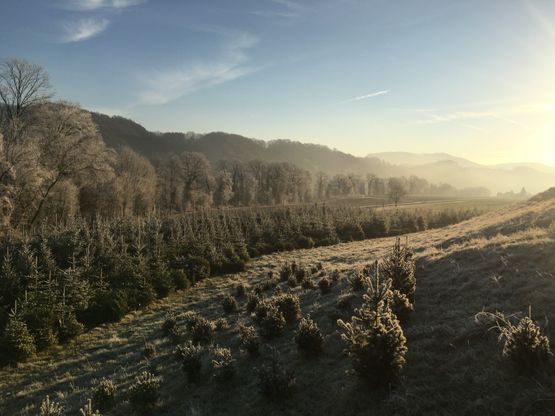 Ein Sonnenaufgang erhellt eine mit leichtem Morgenfrost bedeckte Weihnachtsbaumplantage an einem Hang, im Hintergrund erheben sich die Berge.
