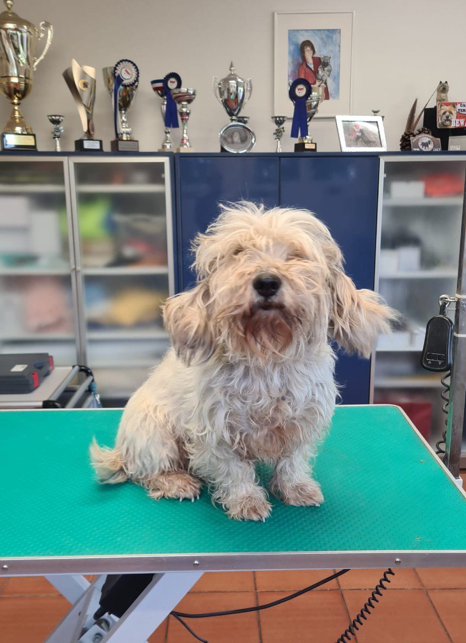 Hundesalon Black Rider