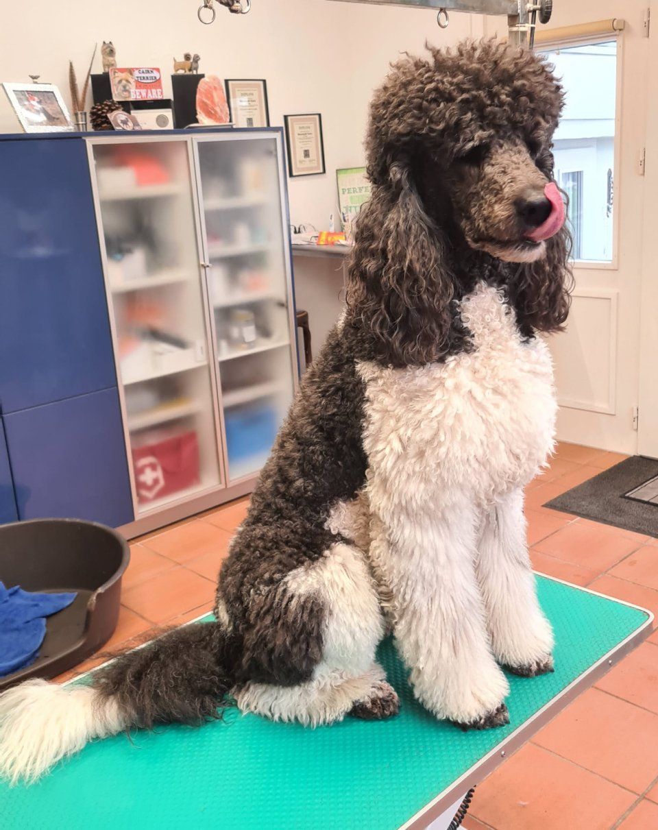 Hundesalon Black Rider