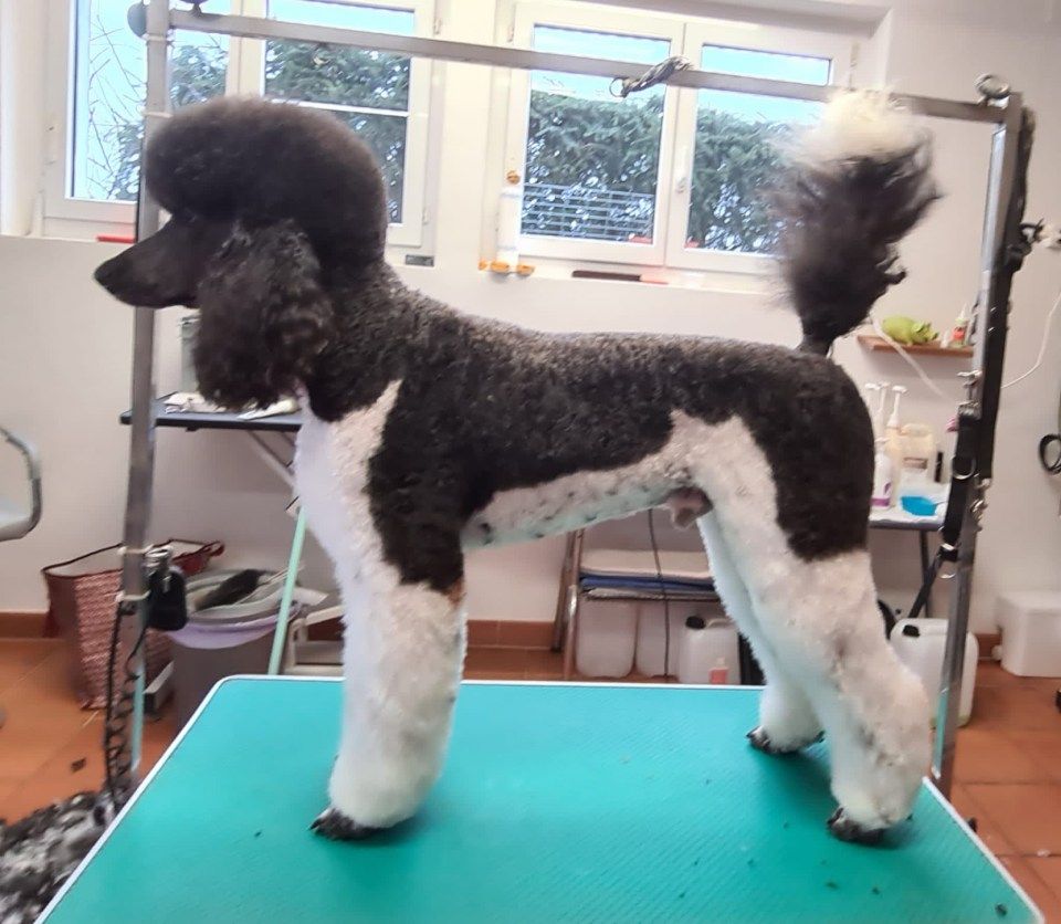 Hundesalon Black Rider