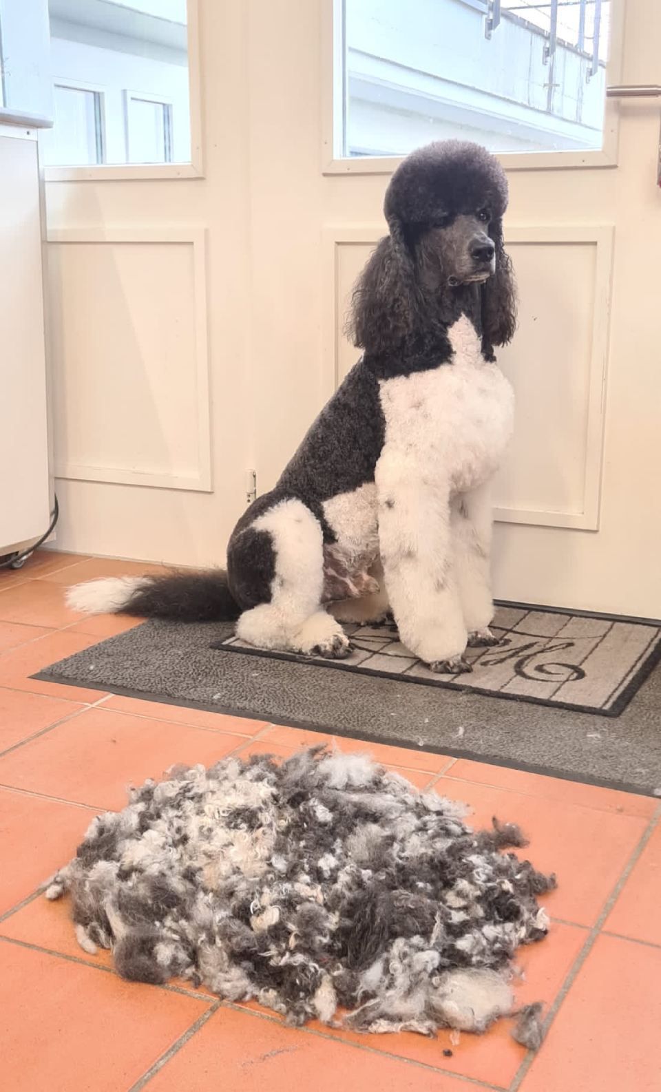 Hundesalon Black Rider