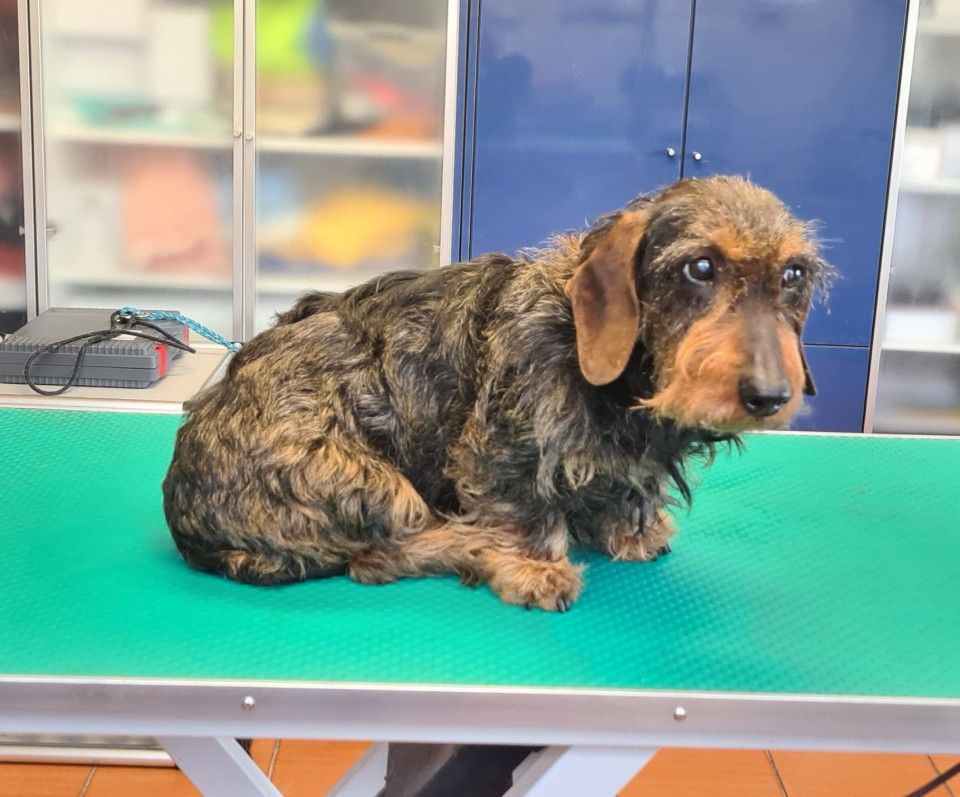 Hundesalon Black Rider