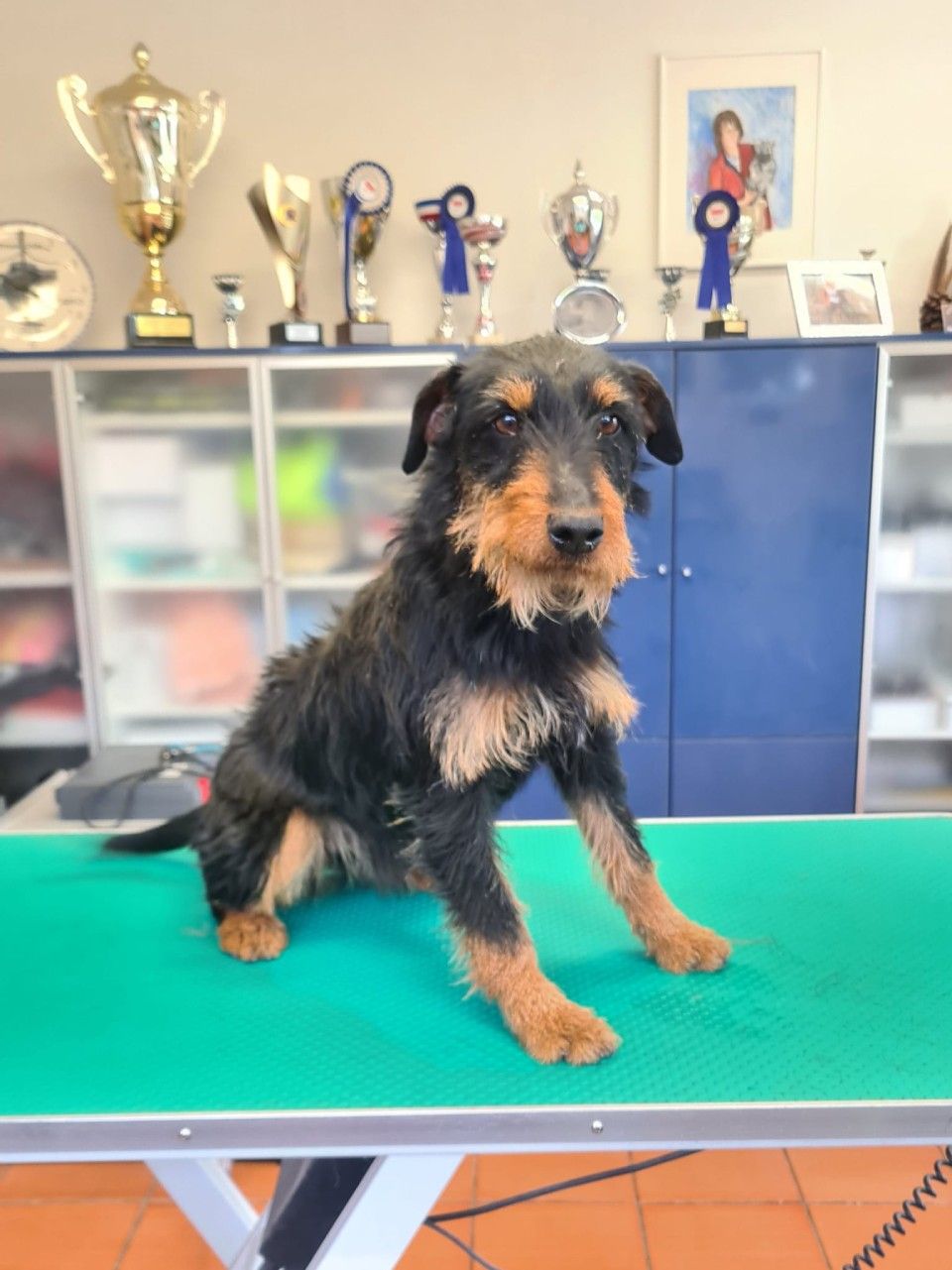 Hundesalon Black Rider