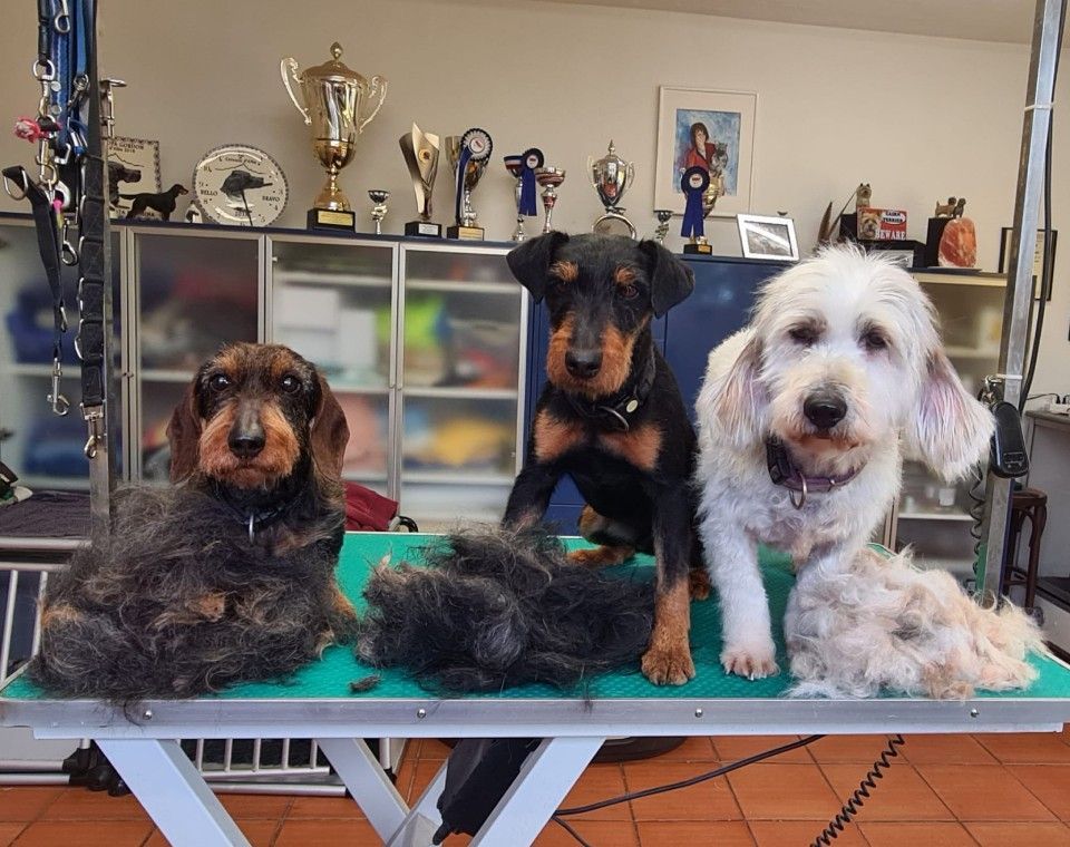 Hundesalon Black Rider