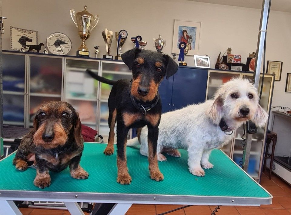 Hundesalon Black Rider