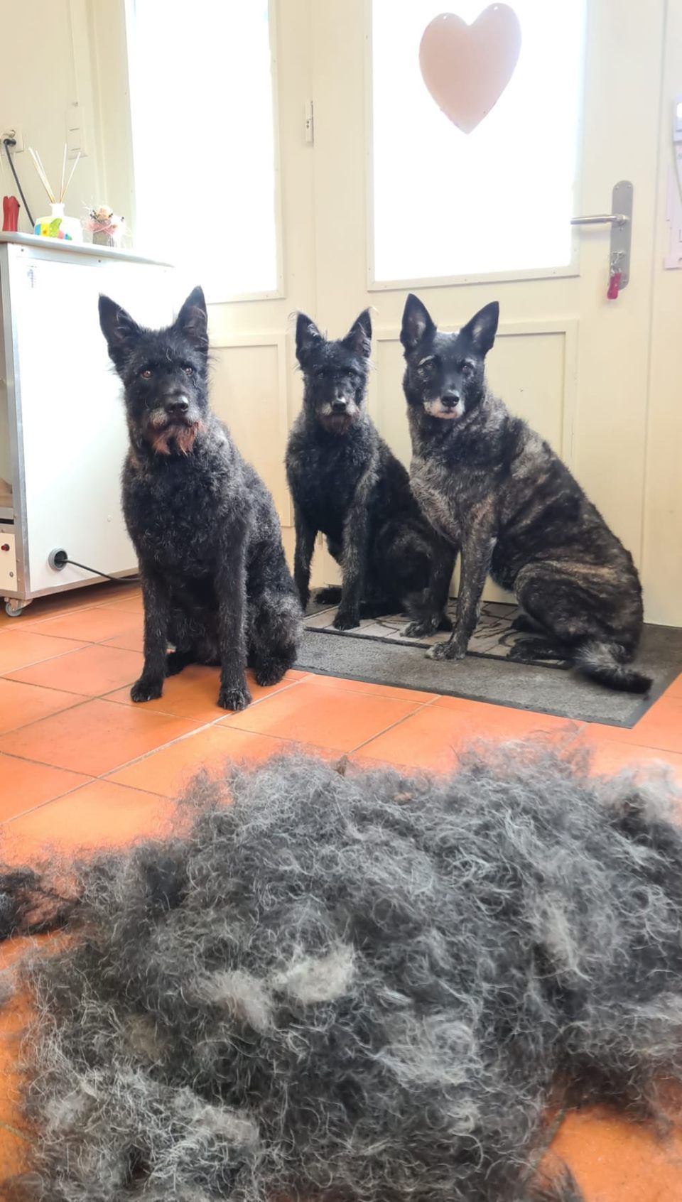 Hundesalon Black Rider