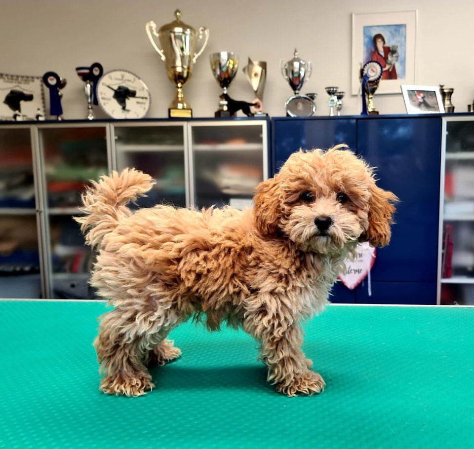 Hundesalon Black Rider