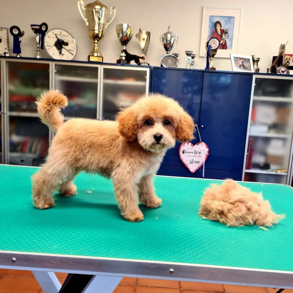 Hundesalon Black Rider