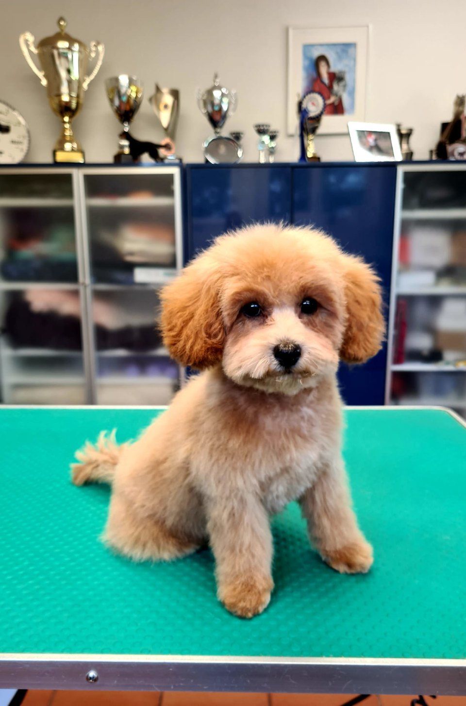 Hundesalon Black Rider