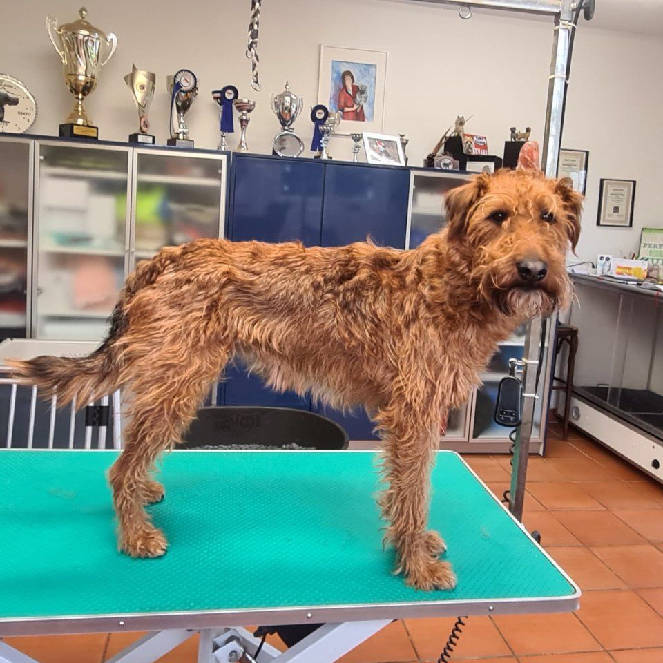 Hundesalon Black Rider