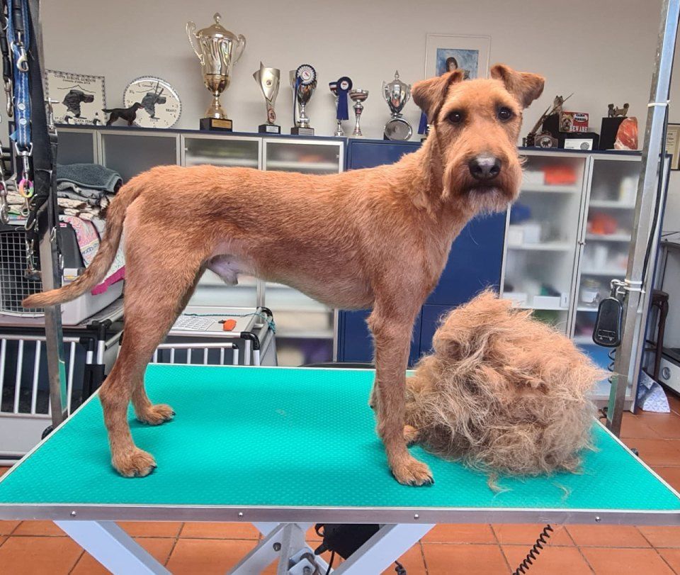 Hundesalon Black Rider