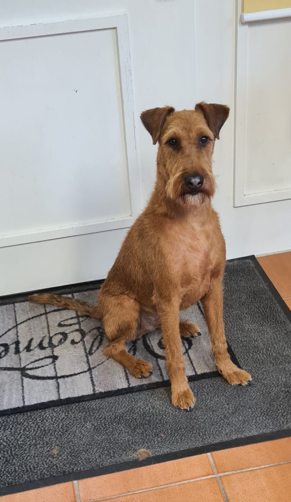 Hundesalon Black Rider