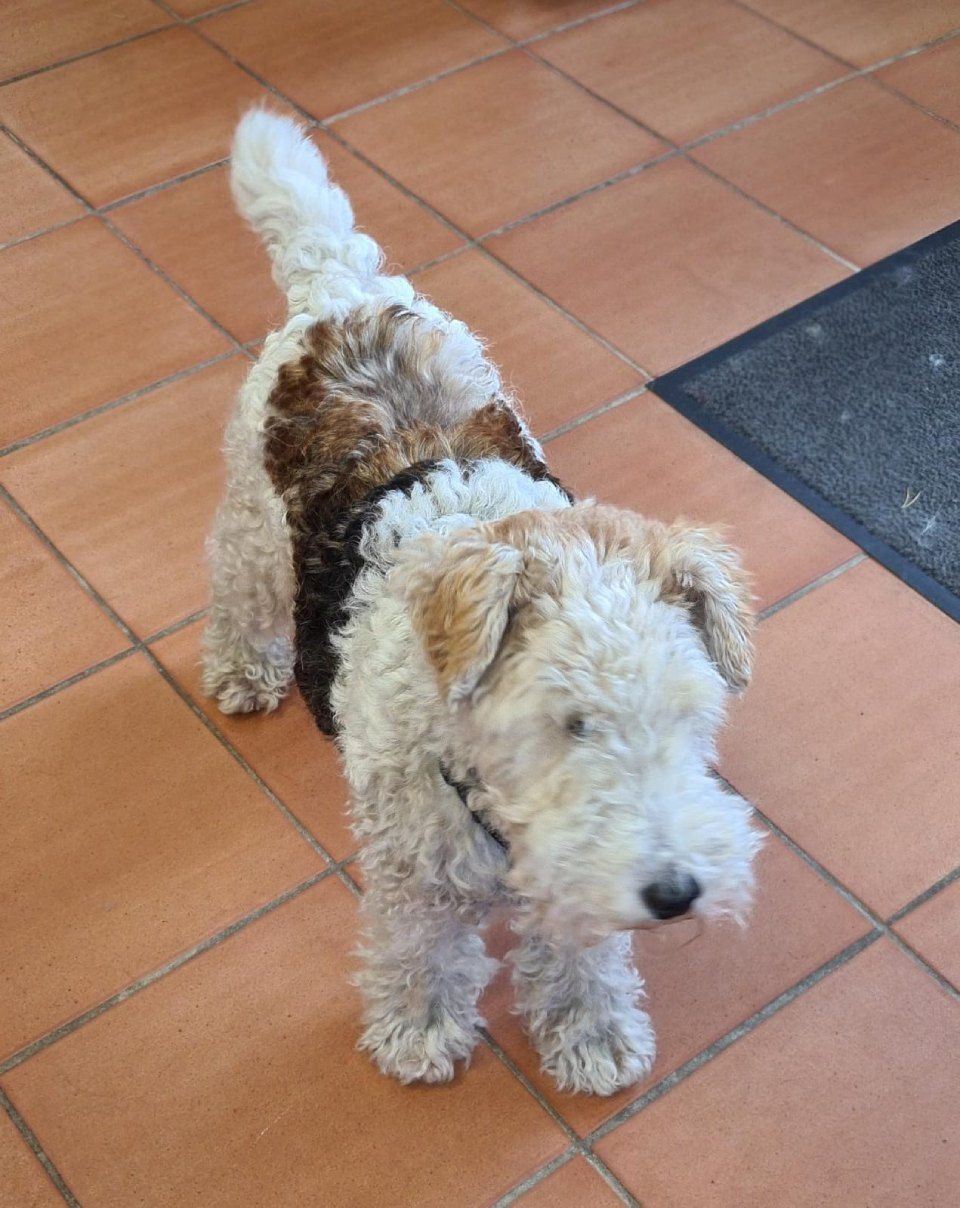 Hundesalon Black Rider