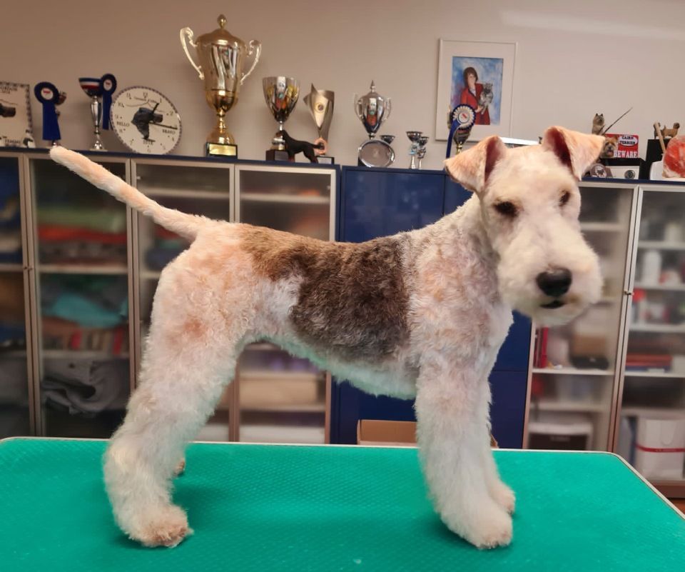 Hundesalon Black Rider