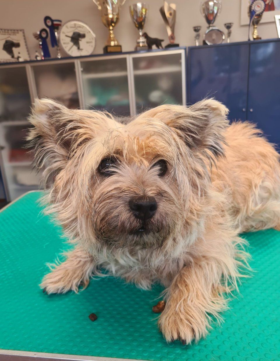 Hundesalon Black Rider