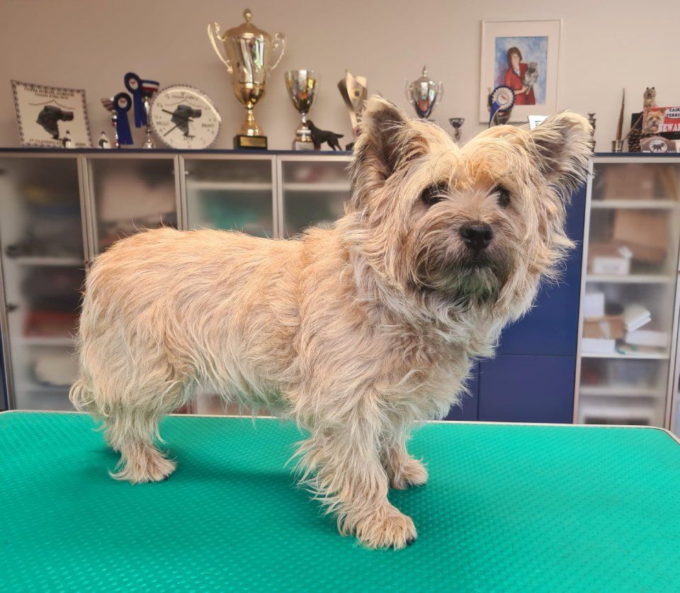 Hundesalon Black Rider