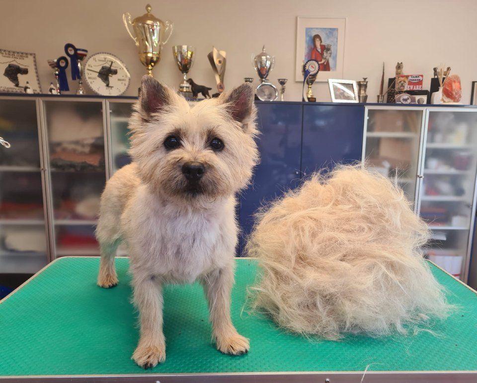 Hundesalon Black Rider