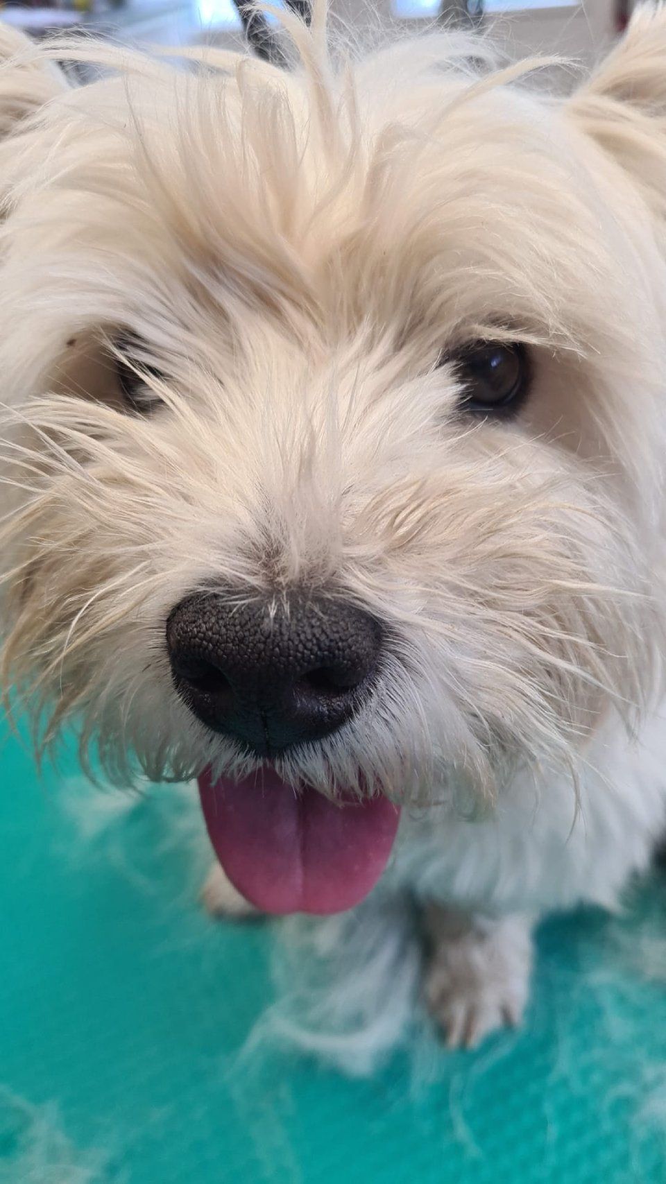 Hundesalon Black Rider