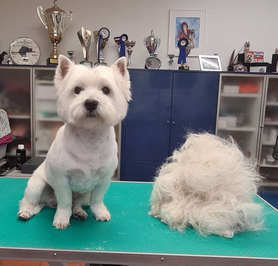 Hundesalon Black Rider