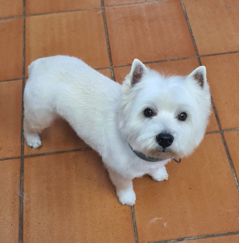 Hundesalon Black Rider