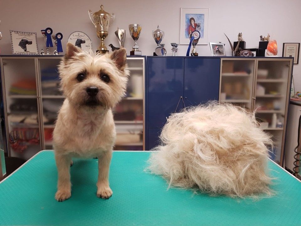 Hundesalon Black Rider