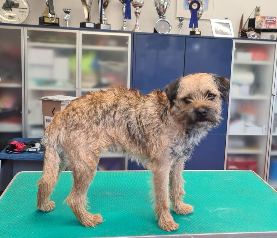 Hundesalon Black Rider