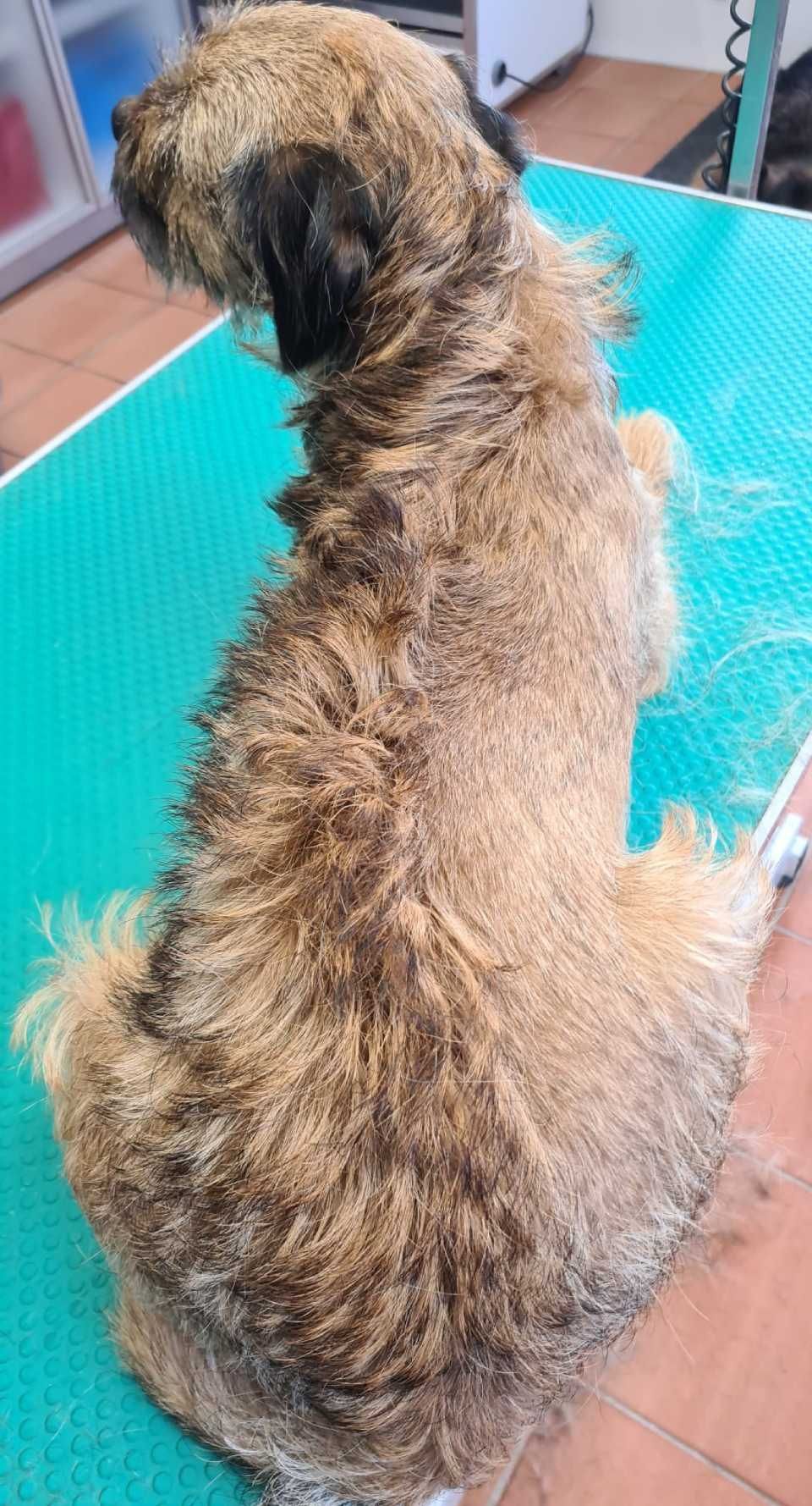 Hundesalon Black Rider