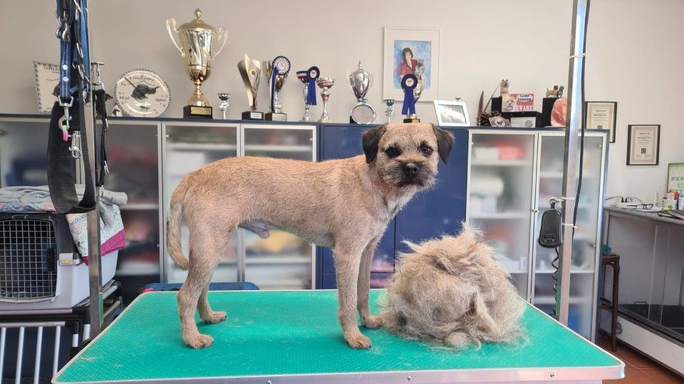 Hundesalon Black Rider