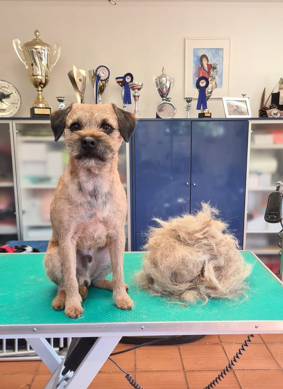 Ein Hund sitzt auf einem Frisiertisch neben einem Haufen Haare.
