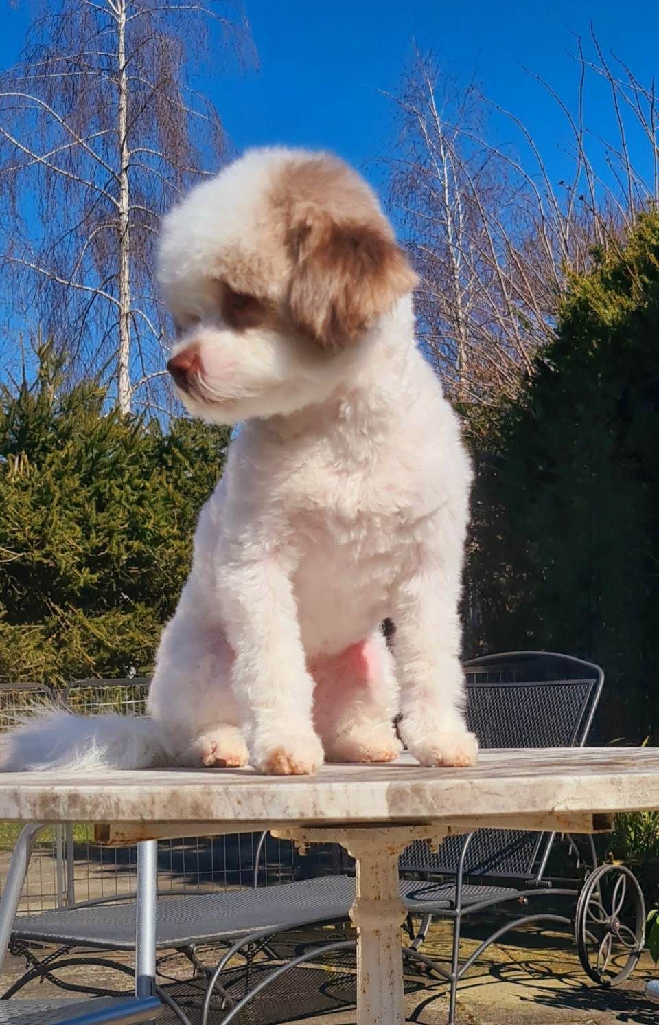 Hundesalon Black Rider