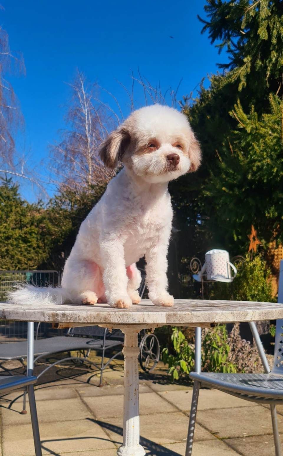 Hundesalon Black Rider